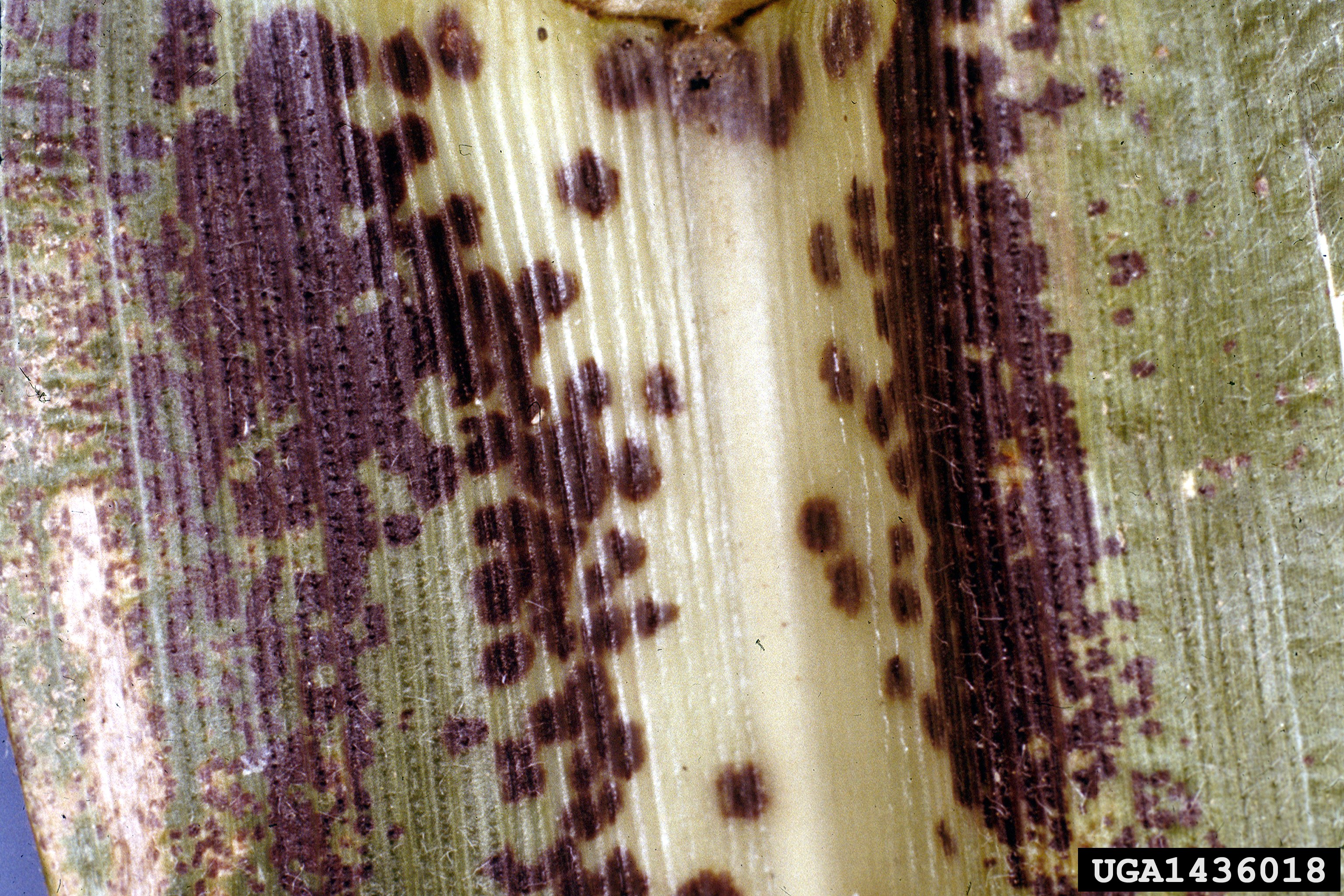 Представитель Семейства Physodermataceae